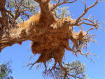 Nest van Mahaliwevers